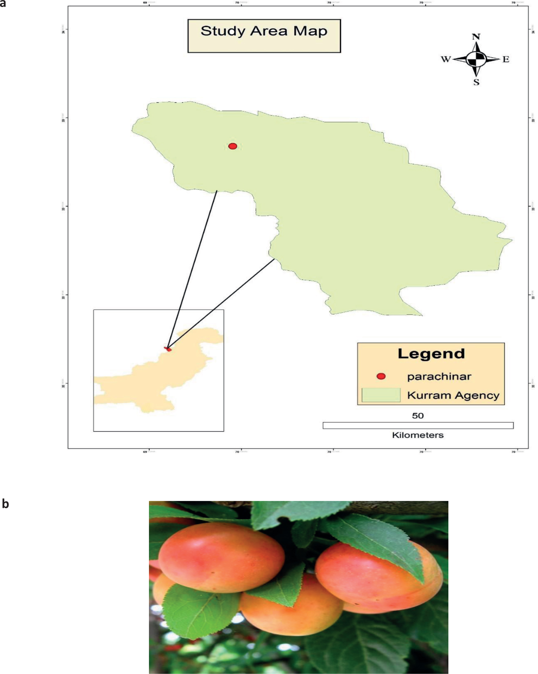 Figure 1 a) Map showing the administrative location of Parachinar, Kuram Agency, FATA, Pakistan and b) P. cerasifera fruit.