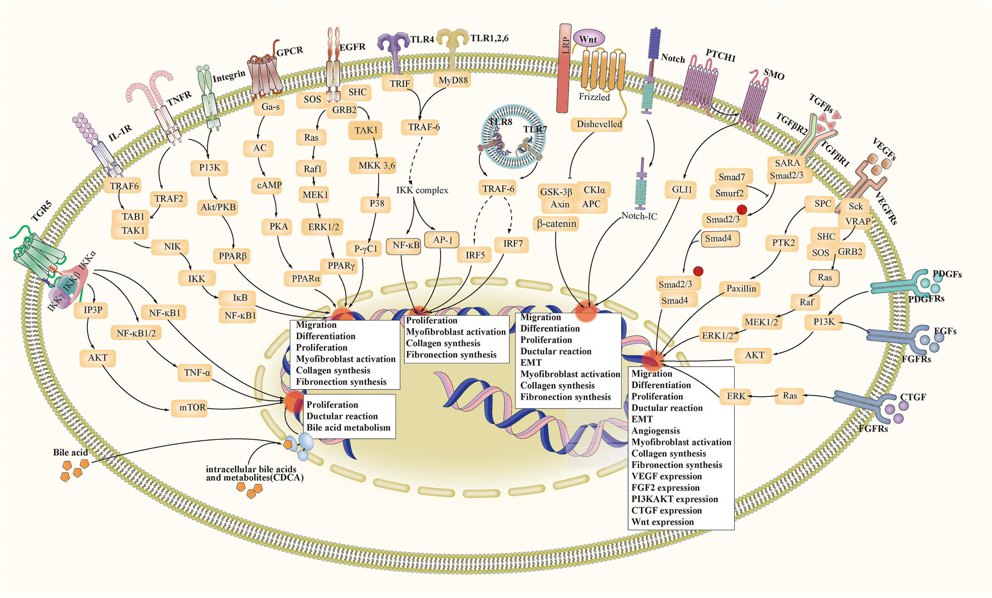 Figure 3: 
Signaling pathways related to biliary fibrosis. Abbreviation: ECM, extracellular matrix. EMT, epithelial-mesenchymal transition. TGR5, Takeda G protein-coupled receptor 5. TNF, tumour necrosis factor. GPCR, G-protein-coupled receptor. EGFR, epidermal growth factor receptor. TLR, toll-like receptor. LRP, low-density lipoprotein receptor-related protein. TGF(R), transforming growth factor (receptor). VEGF(R), vascular endothelial growth factor (receptor). PDGF(R), platelet-derived growth factor (receptor). FGF(R), fibroblast growth factor (receptor). CTGF(R), connective tissue growth factor (receptor). FXR, farnesoid X receptor. PPAR, peroxisome proliferator-activated receptor.
