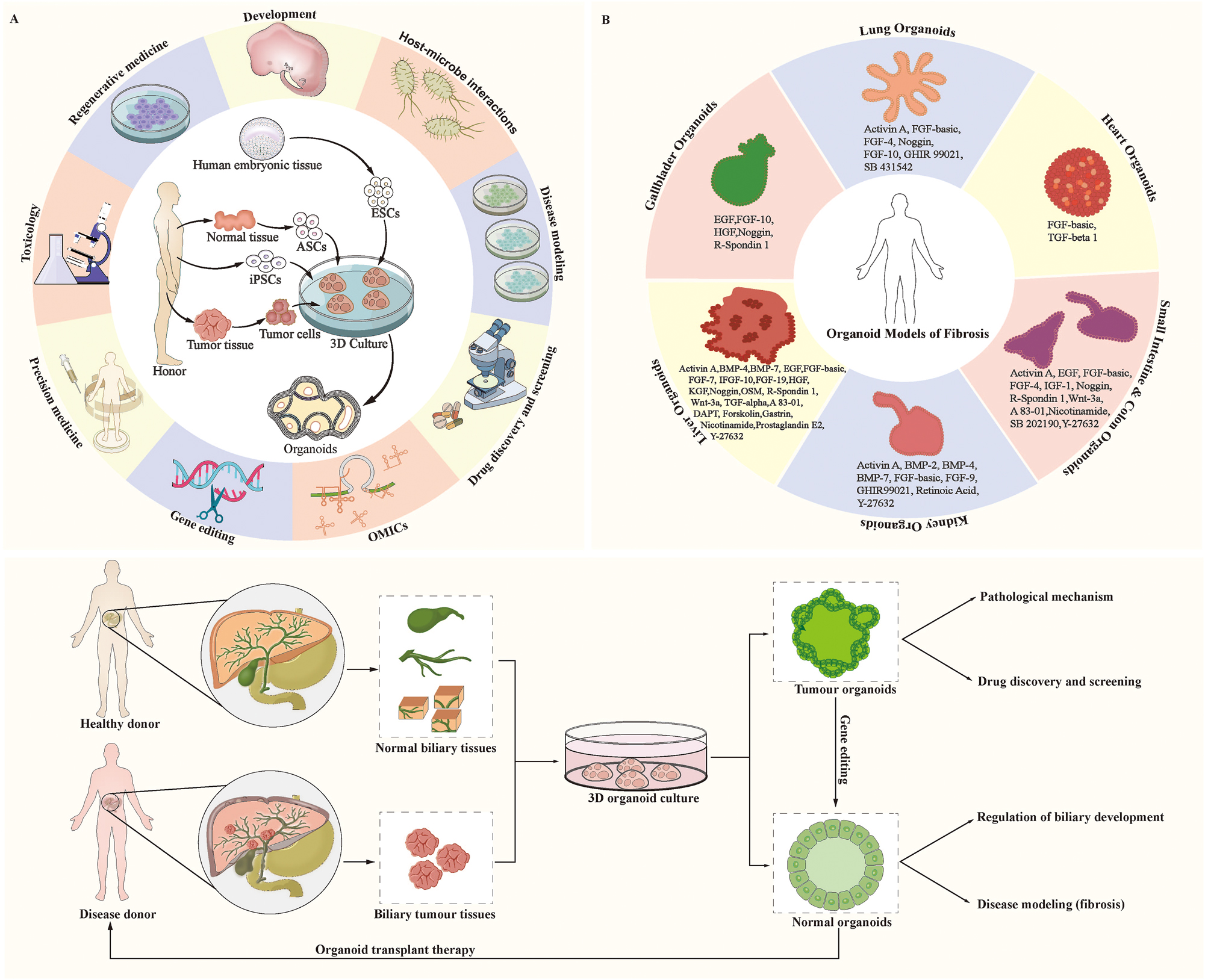Figure 4: 
Organoids and human disease. (A) Establishment and application of organoids; (B) Established organoid models for simulating the fibrosis process; C. Organoid transplantation for cholangiopathies. Abbreviation: ESC, embryonic stem cell. ASC, adult stem cell. iPSC, induced pluripotent stem cell.