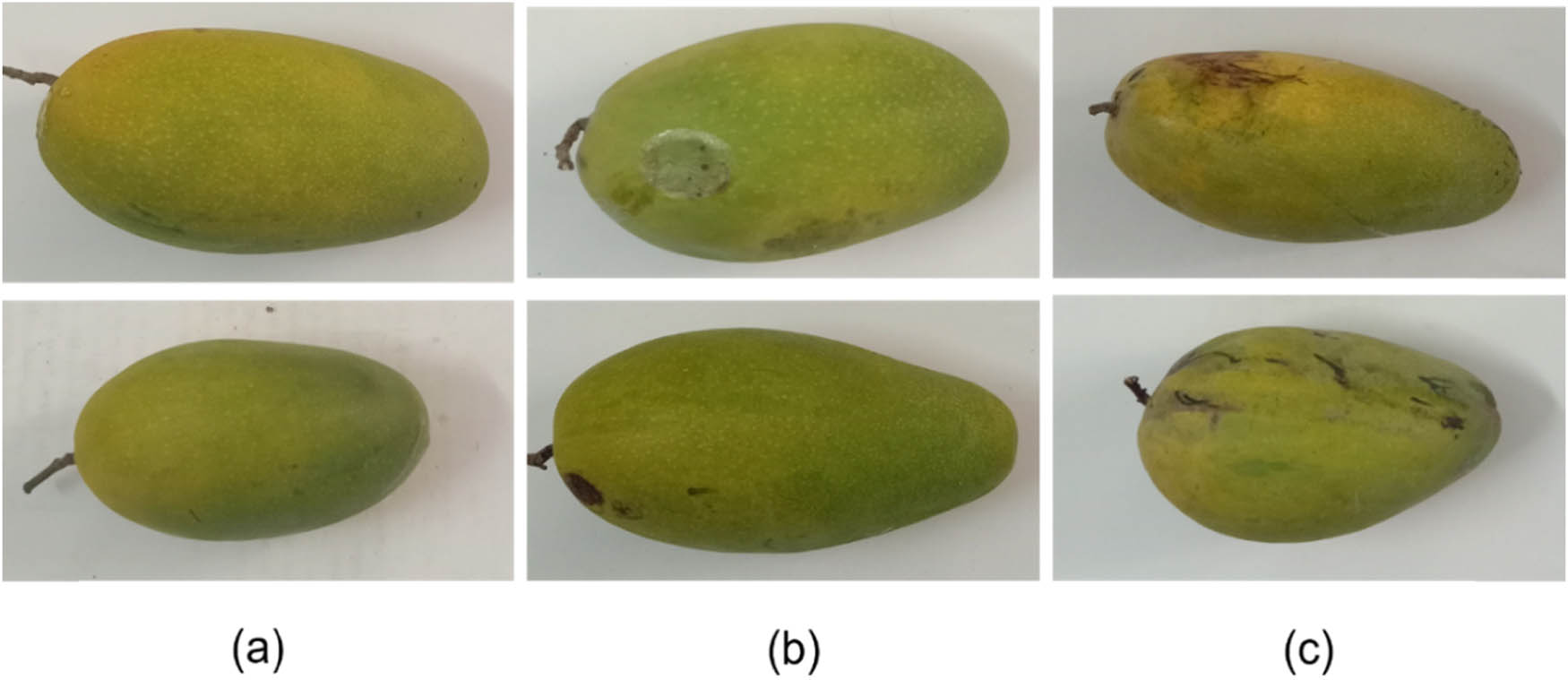 Figure 4
Sample images from the Mango Dataset: (a) Extra Class, (b) Class 1, and (c) Class 2.