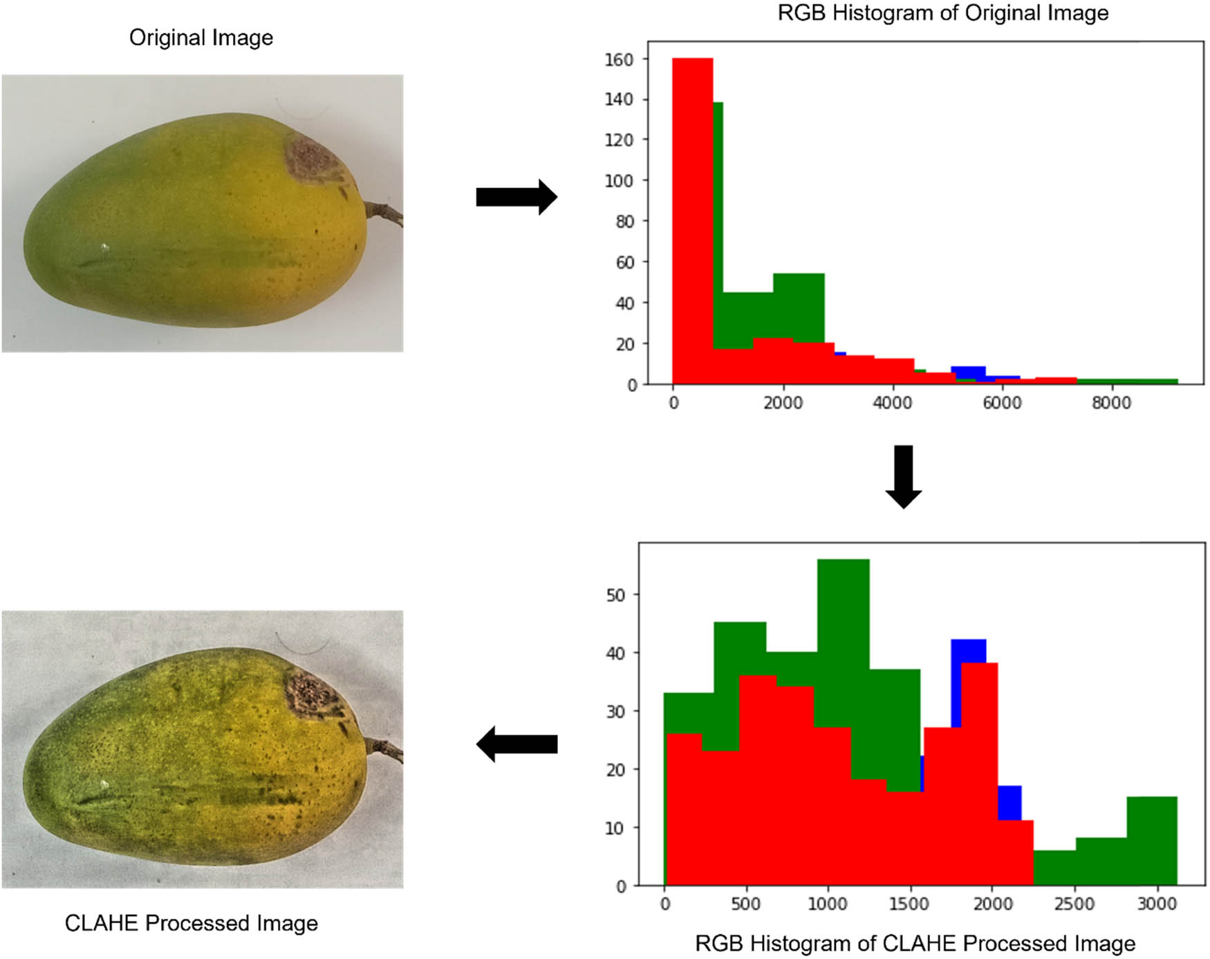 Figure 5
Image enhancement using CLAHE on Mango Dataset.