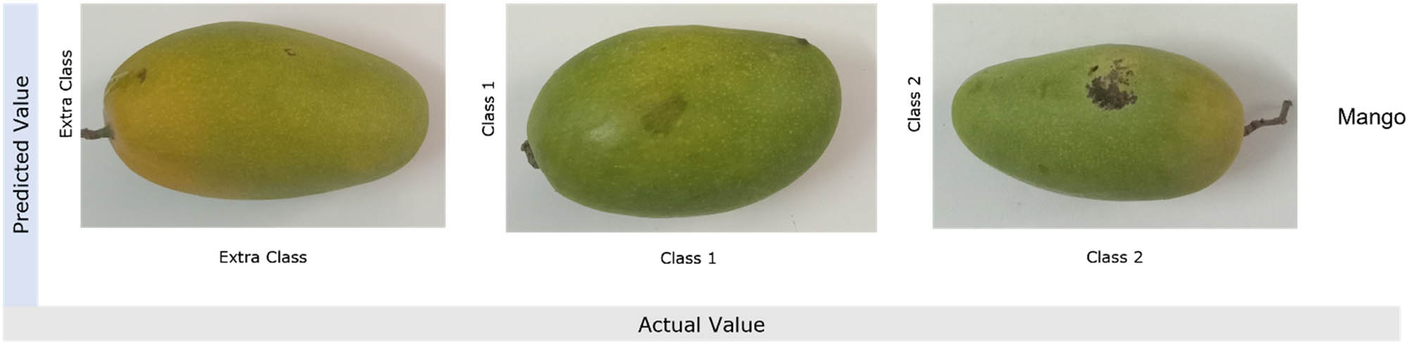 Figure 14
Prediction results of Proposed FruitVision model for the Third Dataset.