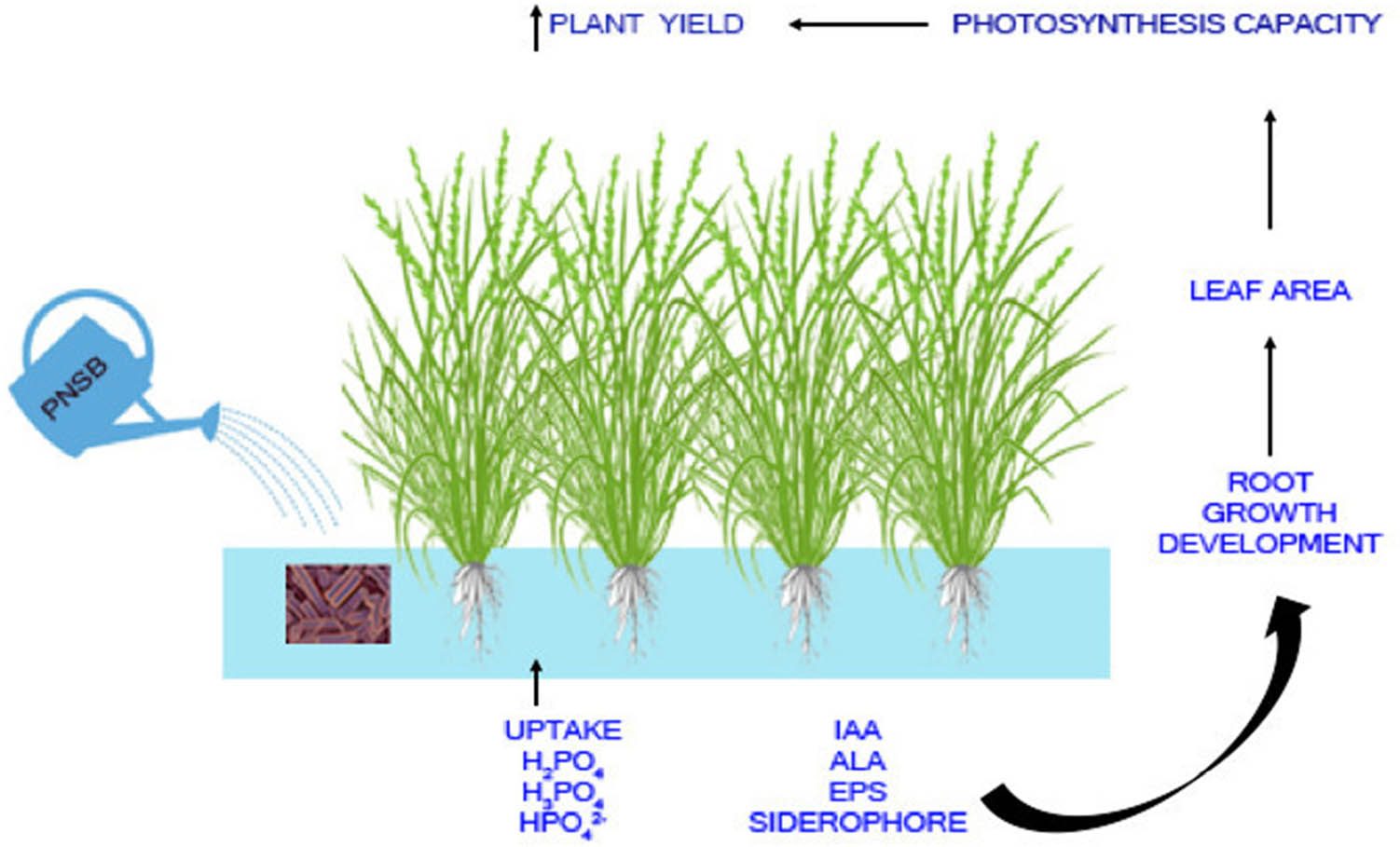 Figure 1
A summary of crop yield improvement by P-solubilizing PNSB. Source: Prepared by Authors.