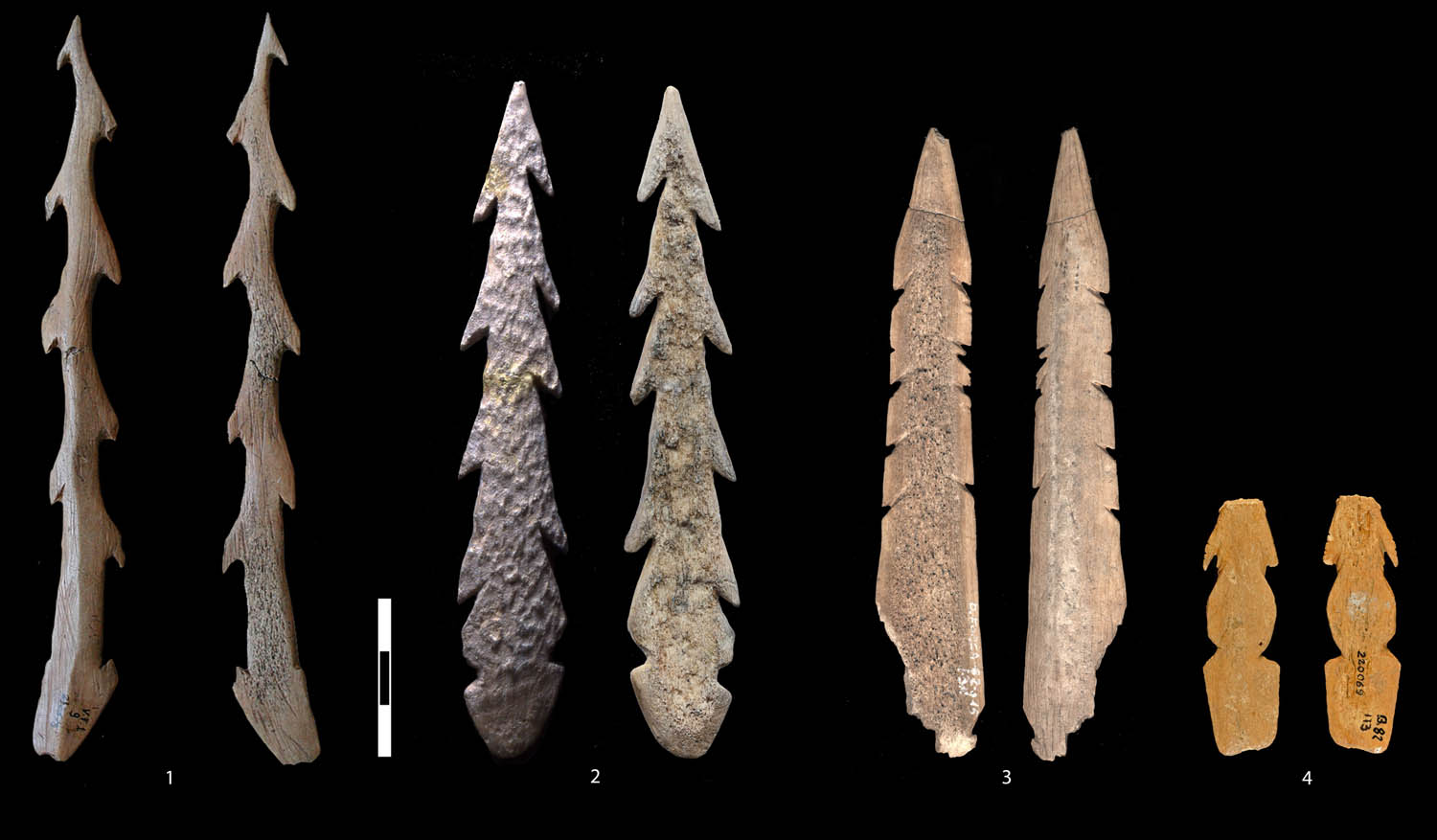 Figure 9
Selections of Mesolithic harpoons found in the northeastern Alpine region (0.8×): (1) Mondeval de Sora; (2) Romagnano Loc III; (3) Dos de la Forca; and (4) Cladrecis.