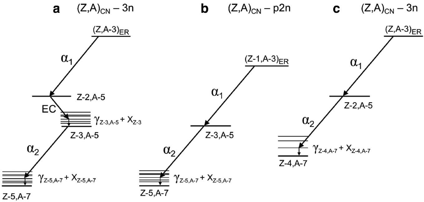 Fig. 6:
Schematic decay schemes of examples of α–X-ray coincidence measurements. The assignment of the element number of the evaporation residues (ER) at the beginning of the α-decay chains is ambiguous in (a) and (b). It is unambiguous in (c). Note, that a possible X-ray emitted from the nucleus (Z–3, A–5) in a) is not in prompt coincidence with α1 and, therefore, difficult to determine. In all three cases the compound nuclei (CN) have the same A and Z values.