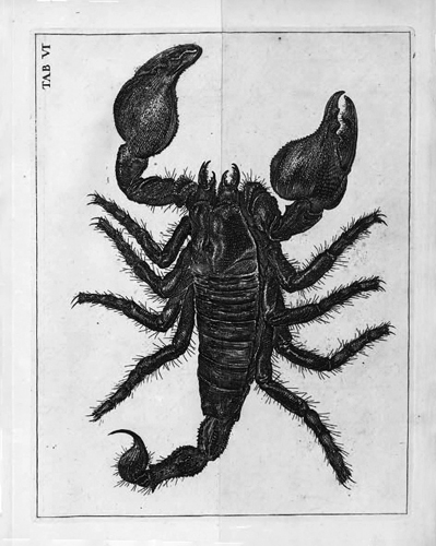 Detaillierter Kupferstich eines Skorpions auf einer Buchseite